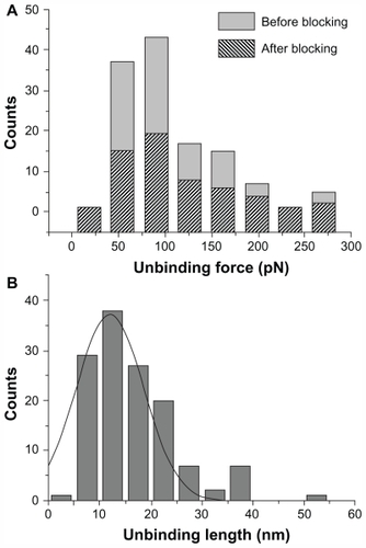 Figure 3 (A) Histograms of the unbinding forces for the p28/p53 complex before and after blocking. The most probable unbinding force value was determined from the maximum of the main peak of the histogram before blocking. All measurements were performed at a loading rate of 7 nN/s. (B) Histogram of the unbinding lengths for the p28/p53 complex, evaluated for the same collection of force curves as in (A). The continuous line is the fit by a Gaussian centered at 12 nm and with a standard deviation of 5.6 nm.