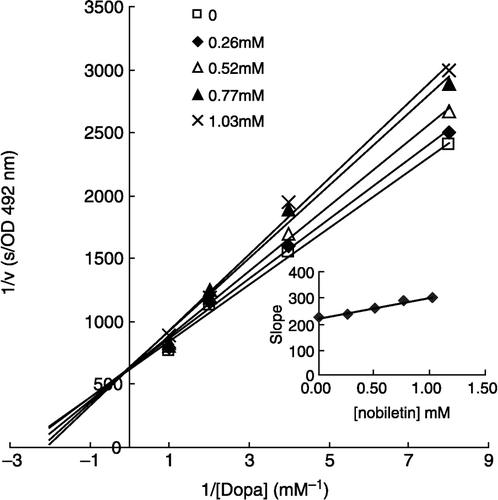 Figure 7 Lineweaver-Burk plots of nobiletin inhibition on diphenolase activity of tyrosinase with substrate, L-DOPA (0.125 mM, 0.25 mM, 0.5 mM, 1 mM). Five curves of five concentration of hesperidin are: 0, 0.26 mM, 0.52 mM, 0.77 mM and 1.03 mM, respectively. The inset is the secondary plot of the intercept versus concentration of inhibitor (nobiletin).