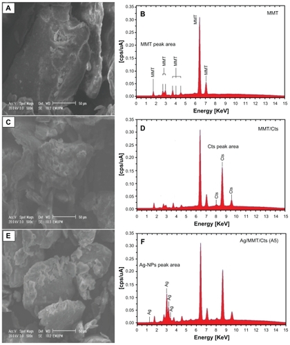 Figure 7 Scanning electron microscopy micrographs and energy dispersive x-ray fluorescence spectra, respectively, for the montmorillonite (A, B), montmorillonite/chitosan (C, D) and silver/montmorillonite/chitosan bionanocomposites [A5 (E, F)].
