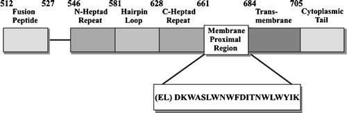Figure 2.  Schematic diagram of HIV-1 gp41 envelope protein.