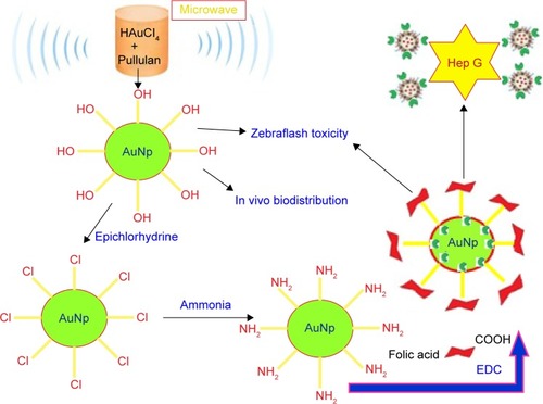 Figure 5 Schematic diagram for the synthesis of pullulan-stabilized AuNPs.Abbreviations: AuNPs, gold nanoparticles; EDC, 1-(3-Dimethylaminopropyl)-3-ethylcarbodiimide hydrochloride.