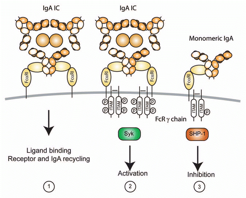Figure 2 FcαRI initiates different functional outcome depending on the mode of interaction with its ligand IgA or FcRγ chain. (1) Functionality of FcαRI “γ-less” receptors is limited to ligand binding and receptor internalization (although Gly248-FcαRI can trigger IL-6 production as well). (2) Cross-linking of FcαRI via IgA immune complexes (IC) leads to heavily phosphorylated (p) FcRγ chain ITAMs, which engage Syk. This results in activation and pro-inflammatory responses. (3) Binding of monomeric IgA to FcαRI mediates weaker phosphorylation of FcR γ chain ITAM and recruitment of SHP-1. This elicits an inhibitory signal, which can suppress activation through other Fc receptors.