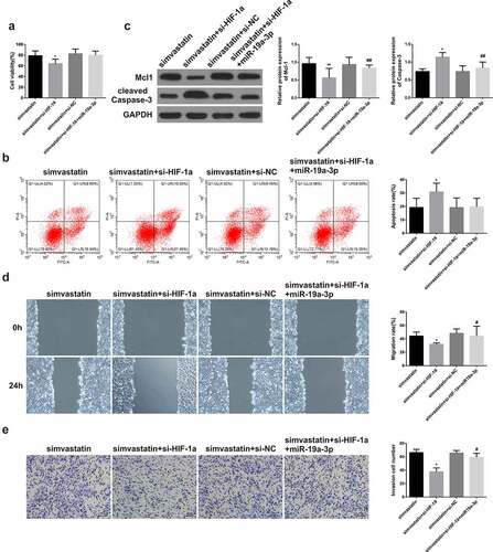 Figure 5. Simvastatin regulates the proliferation, apoptosis, migration and invasion of human acute myeloid leukemia cells via blocking HIF-1α by miR-19a-3p. (a) Cell proliferation was detected through CCK-8. (b) Cell apoptosis analysis was observed via Flow Cytometry. (c) The levels of apoptosis protein of Mcl-1, caspase-3 were performed by WB. (d-e) The migration and invasion were detected by wound healing assay and transwell separately. Statistical analysis: compared with simvastatin group, *P < 0.05, **P < 0.01. Compared with the simvastatin+si-HIF-1α group, #P < 0.05, ##P < 0.01