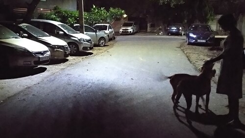 Figure 2. Street dogs in a residential neighborhood eliciting affection from a human (Photo: Maan Barua).