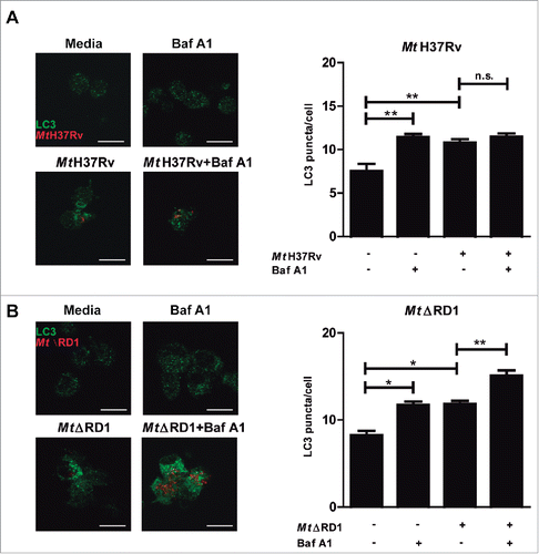 Figure 1. Modulation of autophagy of monocytes infected with Mt H37Rv or MtΔRD1. PBMC from TB patients were incubated at 2 × 106 cells/ml for 16 h without stimulus to allow monocyte adherence. Cells were then infected with (A) Mt H37Rv or (B) MtΔRD1 (MOI: 20). After 2 h of infection, the culture medium was replaced and cells were cultured for 24 h. BafA1 (1 µg/ml) was added for the last 2 h of culture and then LC3 was determined by immunofluorescence. Bars represent the mean values of LC3 puncta per cell ± SEM. *P < 0.05, **P < 0.01. P values were calculated using one-way ANOVA with the post hoc Tukey multiple comparisons test.