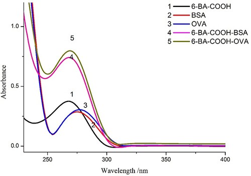 Figure 4. UV–Vis spectra of 6-BA-COOH, proteins and antigens.