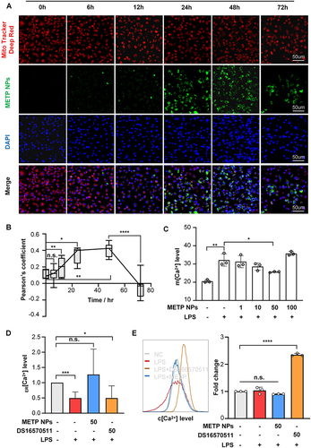 Figure 4 METP NPs regulate calcium homeostasis in BMDMs under LPS stimulation in vitro. (A) Immunofluorescence staining showing colocalization of FITC-labeled METP NPs with the MitoTracker Deep Red probe at different treatment periods. (B) Colocalization analysis with Pearson’s coefficient (ranging −1 to 0, negative correlation; ranging 0 to 1, positive correlation). (C) m[Ca2+] levels in BMDMs under LPS stimulation pretreated with a gradient concentration of METP NPs. Flow cytometry analysis of (D) ER[Ca2+] level and (E) c[Ca2+] level for all four groups. The concentration of METP NPs is shown in µg/mL, and the concentration of DS16570511 is shown in µM. Data are presented as the mean ± SD. *P < 0.05, **P < 0.01, ***P < 0.001 and ****P < 0.0001.