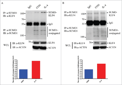 Figure 1. IL-4 treatment increases KLF4 SUMOylation in macrophages. (A) IL-4 treatment increases the SUMOylation of endogenous KLF4 protein in RAW264.7 macrophages. RAW264.7 cells were treated with or without 20 ng/ml IL-4 for 24 h, the alteration of KLF4 SUMOlyation was detected by immunoprecipitation. SUMO1 conjugated proteins were pulled down by non-specific IgG or SUMO1 antibody from these cell lysates. Bound proteins were blotted with KLF4 or SUMO1 antibody. Cell lysates (Input) were immunoblotted (IB) with KLF4 or ACTIN. The quantitative result for the ratio of SUMOylated KLF4/total KLF4 in RAW264.7 cells is shown in the lower panel. (B) IL-4 treatment increases the SUMOylation of endogenous KLF4 protein in BMDMs. Primary BMDMs were isolated from mice and treated with or without 20 ng/ml IL-4 for 24 h, the alteration of KLF4 SUMOlyation was detected by immunoprecipitation. SUMO1 conjugated proteins were pulled down by non-specific IgG or SUMO1 antibody from these cell lysates. Bound proteins were blotted with KLF4 or SUMO1 antibody. Cell lysates (Input) were immunoblotted (IB) with KLF4 or ACTIN. The quantitative result for the ratio of SUMOylated KLF4/total KLF4 in BMDMs is shown in the lower panel.