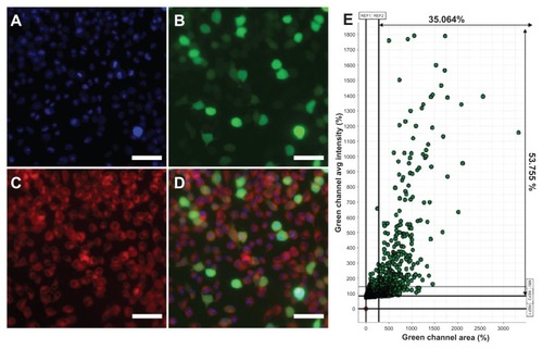 Figure 9 Fluorescence microscopy images of B16-F10 mouse melanoma cancer cells treated with Nile red-loaded micelles/plasmid green fluorescence protein complexes at 37°C. (A) Blue fluorescence (Hoechst 33342) filed, (B) green fluorescence field, (C) red fluorescence (Nile red) field, and (D) merged image. (E) The results were analyzed and indicated more than 35% cells were green fluorescence protein expression.Note: The scale bar was 20 μm.