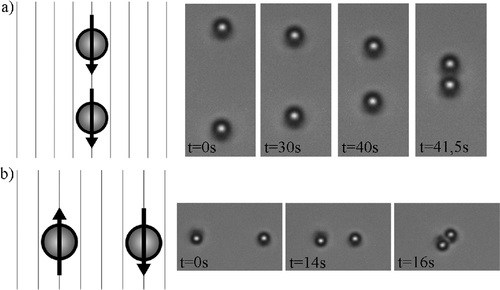 Figure 6. Attraction of topological dipoles-microspheres with homeotropic surface anchoring of 4-cyano-4-n-pentylbiphenyl in a planar cell. Note the similarity with electric dipoles.