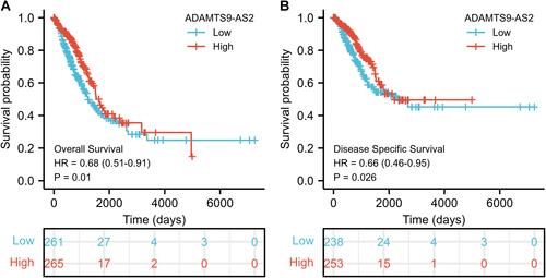 Figure 3 Low expression of ADAMTS9-AS2 is associated with poor OS and DSS in LUAD patients. (A) Kaplan–Meier curves and number at risk of OS in LUAD patients. (B) Kaplan–Meier curves and number at risk of DSS in LUAD patients.
