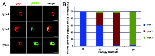 Figure 1. Correlation between DNA damage extent and laser energy output in oocytes and embryos. (A) Microbeam cut oocytes were classified into 3 types. Type 1, oocytes without γH2AX foci; type 2, oocytes with line style γH2AX foci; type 3, γH2AX foci distributed in the whole nucleus. (B) Proportions of 3 types of γH2AX foci after microbeam cut with different energy outputs ranging from 35 to 50. There were no γH2AX foci in the oocytes when energy output was 35; when the energy output was increased to 40, small proportions of oocytes showed γH2AX foci in type 2 or 3; when the energy was increased to 45 nearly all oocytes showed type 2 γH2AX foci; most of the oocytes cut by 50 energy output showed type 3 γH2AX foci (bar = 50 μm).