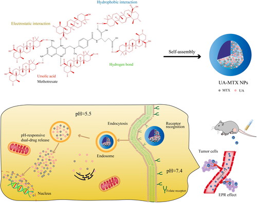 Figure 8. Schematic representation of the carrier-free nanoparticles (NPs) via co-assembly between UA and MTX. International Journal of Nanomedicine 2021 16 1775-1787’ Originally published by and used with permission from Dove Medical Press Ltd.