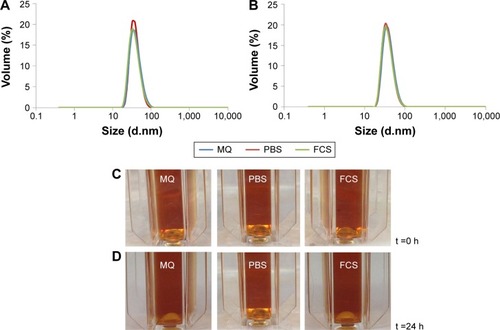 Figure 2 Hydrodynamic (Z-average) diameters of dilute dispersions of large-core SPIONs in MQ water, phosphate buffered saline (PBS), and 10% fetal calf serum (FCS) supplemented PBS.Notes: At (A) t =0 h; (B) t =24 hours after NPs were dispersed in the media; (C) light micrograph of a dilute suspension of SPIONs at t =0 h; and (D) t =24 hours after NPs were dispersed in the media.Abbreviations: SPIONs, superparamagnetic iron oxide nanoparticles; h, hour(s); MQ, Milli-Q; t, time; NP, nanoparticle.