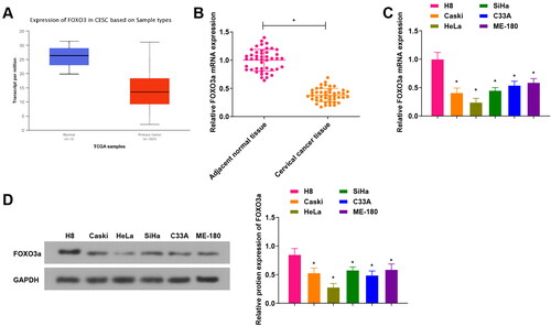 Figure 1. FOXO3a is differentially expressed in cervical cancer tissues and cells. (A) The TCGA database for predicting FOXO3a expression in cervical cancer tissues, and FOXO3a expression was high in cervical cancer tissues. (B) qRT-PCR test for verifying FOXO3a expression in cervical cancer tissues and adjacent normal tissues, and there was increased FOXO3a expression in cervical cancer tissues in comparison to adjacent normal tissues. (C and D) qRT-PCR and western blot experiments for testing FOXO3a expression in human cervical epithelial immortalized cell line H8 and human cervical cancer cell lines (Caski, HeLa, SiHa, C33A, and ME-180), and FOXO3a expression was downregulated in the aforesaid cervical cancer cells in comparison to H8 cells. *p < 0.05; **p < 0.01.