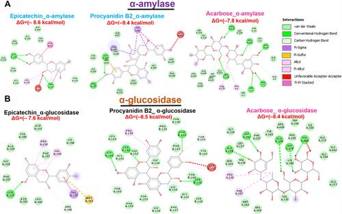 Figure 7 Molecular docking profile of epicatechin and procyanidin B2 with carbohydrate metabolizing enzymes. Two-dimensional (2 D) representations of the interaction occurring between epicatechin and procyanidin B2 and (A) α-amylase and (B) α-glucosidase.