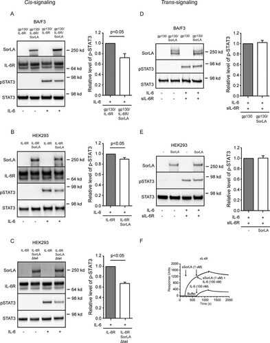 FIG 8 IL-6 cis signaling but not trans signaling is affected in SorLA transfectants. (A) BA/F3 cells transfected with gp130 and IL-6R alone or in combination with SorLA were incubated (37°C, 15 min) in the absence or presence of 5 nM IL-6. The levels of total and phosphorylated STAT3 were subsequently determined by Western blotting and densitometry. (B and C) HEK293 cells, with endogenous expression of gp130, and transfected with IL-6R alone or in combination with SorLA (B) or SorLAΔtail (C) were stimulated with IL-6 and probed for STAT3 and pSTAT3 as described above. (D) BA/F3 transfected with gp130 or double transfected with gp130 and SorLA were incubated (37°C, 15 min) in blank medium or medium containing both IL-6 and sIL-6R (5 nM each). The cell lysates were analyzed for STAT3 and pSTAT3 as described above. (E) Wild-type HEK293 expressing gp130 and corresponding SorLA transfectants were stimulated and analyzed as in panel D. The left panels (A to E) show Western blot results of single experiments; the right panels sum up the results of several experiments and show results obtained in SorLA transfectants (open columns) relative to values obtained in cells not transfected with SorLA (shaded columns). Each column represents the mean values, and bars indicate the SEM (A, n = 9; B, n = 6; C, n = 6; D, n = 4; E, n = 7). P values were calculated using a Wilcoxon signed-rank test based on raw data. (F) SPR analysis of the binding of IL-6 to immobilized sIL-6R in the presence of a surplus of sSorLA. Soluble IL-6R was subjected to sSorLA (1 μM) prior to the injection of a mixture of sSorLA (1 μM) and IL-6 (100 nM). The response obtained with IL-6 (100 nM) alone is shown.