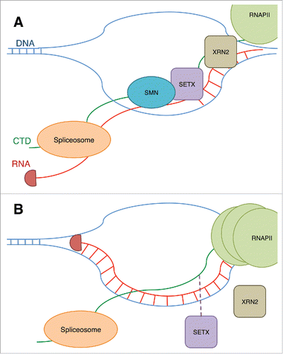 Figure 3. (A) The binding of SMN to R1810me2s on RNAPII CTD is shown to stabilize the binding of an RNA/DNA helicase, SETX, to the CTD. SETX prevents R-loops at termination sites and allows the exonuclease XRN2 to terminate the transcript, and RNAPII is released. The prevention of R-loops by SETX also allows the spliceosome to access the RNA and modify the transcript through splicing. (B) When SMN is reduced, or the R1810 residue is lost, this results in reduced recruitment of SETX and an increase in R-loops and DNA damage. RNAPII also accumulates at the transcription termination site.