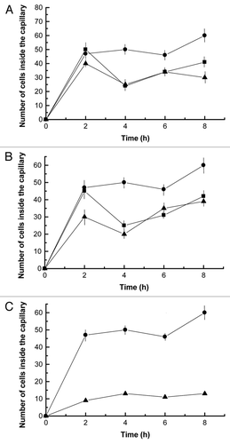 Figure 6 (A) Effect of phalloidin on cyanobacteria cell motility effected by 20 ng of lichen lectin in terms of the number of single cells inside the capillary. Two different concentrations of phalloidin were included in the buffer, 0.19 µM (squares) and 0.095 µM (triangles) whereas the buffer of the control assay (circles) did not contain the inhibitor. (B) Effect of blebbistatin on cyanobacteria cell motility effected by 20 ng of lichen lectin. Two different concentrations of blebbistatin were included in the buffer, 10 µM (squares) and 25 µM (triangles) whereas the buffer of the control assay (circles) did not contain the inhibitor. (C) Combined effect of 0.19 µM phalloidin and 25 µM blebbistatin (triangles) on Nostoc motility. Values are the mean of three replicates. Vertical bars give the standard error where larger than the symbols.