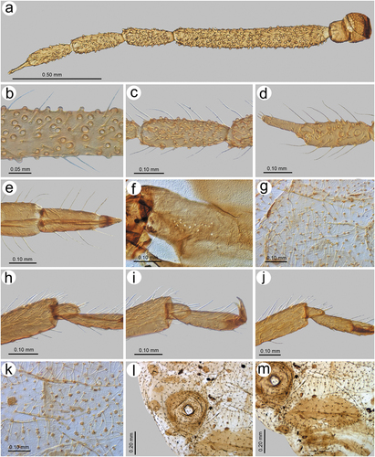 Figure 27. Morphological features of alate viviparous female of S. plurisensoriatus comb. nov.: (a) antenna, (b) sensilla structure on ANT III, (c) ANT V with sensilla, (d) ANT VI with sensilla, (e) ultimate rostral segments, (f) hind wing sensilla, (g) dorsal abdominal cuticle, (h) first segment of fore tarsus, (i) first segment of middle tarsus, (j) first segment of hind tarsus, (k) dorsal abdominal chaetotaxy, (l) SIPH, (m) genital plate.