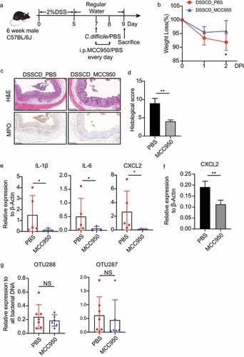 Figure 7. Inhibition of IL-1β by MCC950 ameliorates the severity of colitis challenged with C. difficile. (a) Schematic diagram of the MCC950 inhibition model. After DSS mice were challenged with C. difficile on day 7, they were injected i.P. with MCC950 at a dose of 20 mg/kg/mouse on days 7 and 8, and PBS was used as a negative control. (b – d) Disease severity was assessed by weight loss (b), H&E staining (c), and histological sores (d). (e and f) Expression of IL-1β, IL-6, and CXCL2 mRNA in colonic tissue (e) and CXCL2 mRNA in isolated neutrophils (f) were detected by real-time qPCR and normalized to β-actin. (g) the relative DNA burden of OTU288 and OTU297 was measured by real-time qPCR and normalized to total bacteria (16s rRNA). Significant differences were determined by the Mann – Whitney test. *P < 0.05, **P < 0.01, ***P < 0.001. Data are shown as the mean±sd and are representative of at least three independent experiments. i.P., intraperitoneally; DPI, days post-infection; NS, no significance.