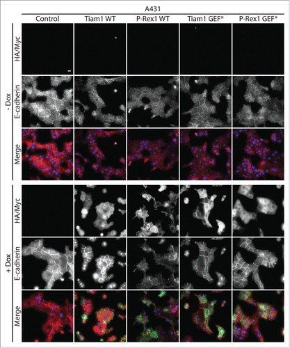 Figure 2. Activation of Rac1 by Tiam1 but not P-Rex1 increases E-cadherin levels at cell-cell contacts in A431 cells. A431 cells transduced with the doxycycline (dox)-inducible GEF expression system were treated with ethanol (- dox) or 1 μg ml −1 dox (+ dox) for 24 hours. Cells were then fixed and localization of E-cadherin was detected by immunofluorescence. Fluorescence markers against HA-tagged Tiam1 WT/GEF* or Myc-tagged P-Rex1 WT/GEF* were used to detect the expression of the respective GEF constructs upon dox induction. DAPI was used to visualize the nuclei. Scale bar = 20 µM.