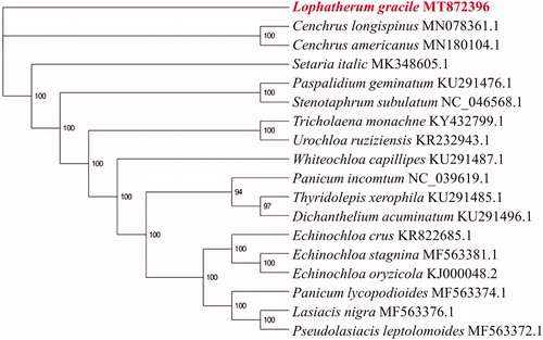 Figure 1. The maximum likelihood (ML) phylogenetic tree of 18 Gramineae chloroplast genomes.