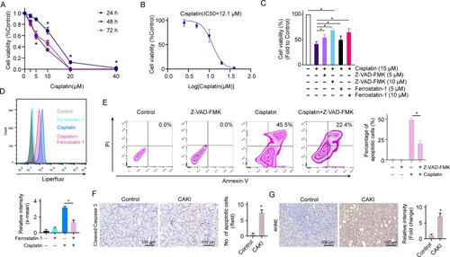 Figure 2. Cisplatin induces renal tubule cell both apoptosis and ferroptosis. (A) Cell viability was detected in HK2 cells treated with different doses of cisplatin for 24, 48, and 72 h. (B) IC50 of cisplatin on HK2 cells at the time point of 24 h was determined. (C) Cell viability was detected in HK2 cells treated with 10 μM ferrostatin-1 or Z-VAD-FMK in the presence or absence of 15 μM of cisplatin for 24 h. (D) Cell ferroptosis were analysed in HK2 cells treated with 15 μM of cisplatin with the addition of 10 μM ferrostatin-1. (E) Cell apoptosis was analysed in HK2 cells treated with 15 μM of cisplatin with the addition of 10 μM Z-VAD-FMK. The experiments were at least in triplicate. IHC staining of apoptotic marker cleaved caspase 3 (F) and ferroptosis marker 4HNE (G) on the kidney from C57BL/6J mice treated with or without 30 mg/kg cisplatin for 72 h. Data are mean ± S.E.M. Statistical significance between the two groups as indicated was determined using an unpaired two-tailed Student’s t-test, n = 5, *p<0.05.