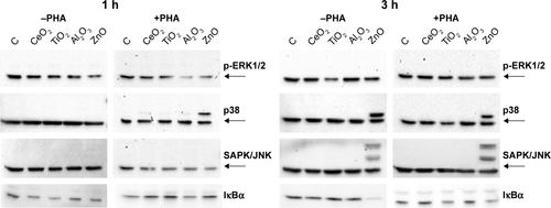 Figure S3 Activation of ERK (1,2), p38, SAPK/JNK, and degradation of IκBα, the NFκB inhibitor, in Jurkat cells in the presence of CeO2, TiO2, Al2O3, and ZnO nanoparticles.Notes: Jurkat cells, prestimulated (+PHA) or not (−PHA) with PHA, were incubated with CeO2, TiO2, or Al2O3 Nps (all at 10 μg/mL) and ZnO Nps (at 5 μg/mL) at two different times (1 and 3 hours). GAPDH was used as a loading control (indicated by arrows).Abbreviations: ERK, extracellular signal-regulated kinase; GAPDH, glyceraldehyde 3-phosphate dehydrogenase; h, hour; IκBα, NFκB inhibitor; JNK, c-Jun amino-terminal kinase; NFκB, nuclear factor kappa-light-chain-enhancer of the activated B-cell; Nps, nanoparticles; PHA, phytohemagluttinin; SAPK, stress-activated protein kinase.