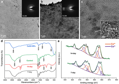 Figure 2 TEM, HRTEM, FTIR and XPS images of collagen membranes treated with BMS. (a) TEM image of pure collagen membranes reveals low electron density, while the inset SAED image shows the amorphous state. (b) Dense minerals were deposited within Ce-collagen fibrils after 14 d, with the SAED pattern unraveling the mineral form within the collagen fibrils (inset). (c) HRTEM image that reveals the crystal spacing of crystals within collagen. (d) FTIR spectra of Ce-collagen membranes after incubation for 14 d demonstrate that the mineralized crystals are identical to cerium oxide. (e) The XPS images of Ce-collagen membranes after incubation for 7 and 14 d. The scale bars are marked in the corner of the panels.