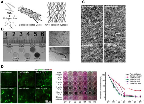 Figure 4 Carbon nanotubes (CNTs) used in cardiac tissue engineering. (A, B) CNT-incorporated collagen hydrogel preparation and different levels of CNTs loaded in CNT-collagen hydrogels. In (A), the arrows indicate the progression of fabricating the construct. (C) SEM images of the fiber thickness and unchanged pore size and fiber thickness in combination with CNTs with collagen hydrogels. (D) LX-2 cell viability and absence of cell death and morphological changes with the combination of CNTs and collagen hydrogels. Reprinted (adapted) with permission from Yu H, Zhao H, Huang C, et al. Mechanically and electrically enhanced CNT–collagen hydrogels as potential scaffolds for engineered cardiac constructs. ACS Biomater Sci Eng. 2017;3(11):3017–3021.Citation62 Copyright (2020) American Chemical Society.