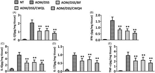 Figure 3. Chang-wei-qing ameliorated pro-inflammatory response in CAC mouse model. Cytokine levels in colonic tissue were measured by ELISA. (A) IL-1β. (B) IFN-γ. (C) IL-6. (D) IL-17. (E) TNF-α. Data are means ± SD (n = 6 for each group). Experiments were repeated for three times. **p < 0.01 vs. AOM/DSS group.