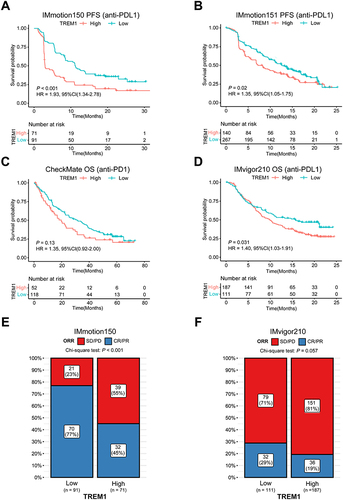 Figure 6 Predictive value of TREM1 in immunotherapy efficacy. (A and B) Kaplan–Meier survival curve of PFS between high- and low-TREM1 subgroups in the IMmotion150 cohort (A) and the IMmotion151 cohort (B). (C and D) Kaplan–Meier survival curve of OS between high- and low-TREM1 subgroups in the CheckMate cohort (C) and the IMvigor210 cohort (D). Log rank test was applied to calculate the P values. (E) Bar charts representing the proportion of patients in high- and low-TREM1 subgroups that responded to immunotherapy in the IMmotion150 cohort. (F) Bar charts representing the proportion of patients in high- and low-TREM1 subgroups that responded to immunotherapy in the IMvigor210 cohort.