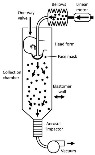 Figure 1. Source control measurement system. The system consists of an aerosol generation system, a bellows and linear motor to produce the simulated coughing and breathing, a pliable skin headform on which the source control device is placed, a 136 liter collection chamber into which the aerosol is coughed or exhaled, and a cascade impactor to separate the aerosol particles by size and collect them. The system is oriented vertically as shown to minimize the loss of aerosol particles due to settling before collection. The system is described in more detail in Lindsley et al. (Citation2021).