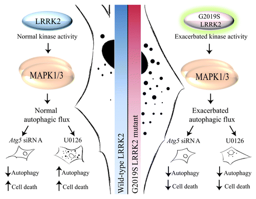 Figure 2. Diagram with the proposed mechanism by which G2019S LRRK2 fibroblasts present an exacerbated MAPK1/3-dependent autophagy activity. Fibroblasts with the G2019S LRRK2 mutation show exacerbated kinase activity, which corresponds to an increase in the phosphorylated levels of MAPK1/3 activity at baseline with respect to control cells. Also, they present an exacerbated autophagic flux that is reverted using an inhibitor of the MAPK1/3 pathway, decreasing in the same manner the cell death observed in mutant cells.