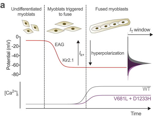 Figure 5. Hypothetical model for altered myogenesis by Cav3.2 variants. While the membrane potential of undifferentiated myoblast is about −8 mV, sequential expression of the slow-inactivating voltage-gated ether-a-go-go (EAG) and inward-rectifying Kir2.1 potassium channels brings the membrane potential to approximately −65 mV (red line), allowing window calcium influx through Cav3.2 channels (grey line) required for the fusion of myoblasts. Reduced window current caused the by V681L and D1233H mutations results in a decreased window calcium influx (purple line) which potentially compromises early stage myogenesis. Adapted from [Citation30].