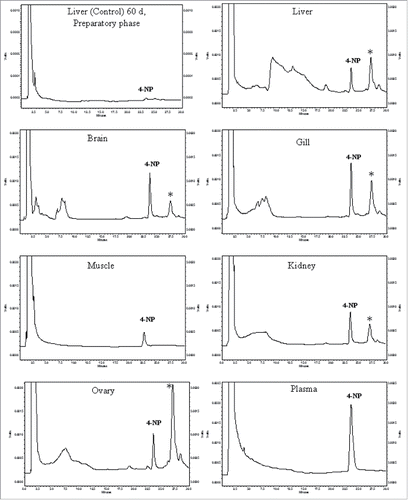 Figure 6. Representative HPLC chromatograms showing 4-NP elution peaks in liver (preparatory phase, 60-day control) and different experimental tissue samples at 23.65 min. The unidentified peak at 27.23 ± 0.2 min is very prominent.