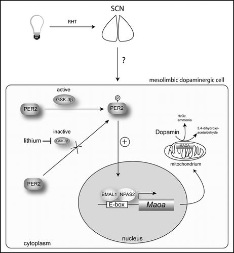 Figure 2 Model of how PER2 affects monoamine oxidase A (Maoa) expression and dopamine levels in the mesolimbic dopaminergic system (for details see text). Light affects the molecular clock mechanism in the suprachiasmatic nuclei (SCN) via the retinohypothalamic tract (RHT), which directly connects the retina of the eye with the SCN. How this signal is transmitted to mesolimbic dopaminergic cells is not known. BMAL1 = brain and muscle arnt-like factor 1; GSK-3β = glycogen synthase kinase-3 β; NPAS2 = neuronal Period-Arndt-Single-minded-domain protein 2; PER2 = period 2.