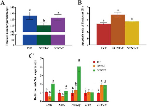 Figure 4. Blastocyst quality assessment and the mRNA expression of key pluripotency genes and imprinted genes in blastocysts. (A) Total cell number in each blastocyst was confirmed through counting nuclei. (B) Apoptosis rates of inner cells in blastocysts were obtained. (C) Relative mRNA expression of pluripotency genes Oct4, Sox2, and Nanog, imprinted genes H19 and IGF2R in IVF, SCNT-C, and SCNT-T blastocysts. Expression of key pluripotency genes in IVF embryos treated with 2-PCPA (2 μM) was set as 1.0. Data are presented as the mean ± SD of three independent experiments. Different superscripts mean significant difference (p < 0.05). IVF: in vitro fertilization; SCNT: somatic cell nuclear transfer; SCNT-T: SCNT treated group; SCNT-C: SCNT control group.