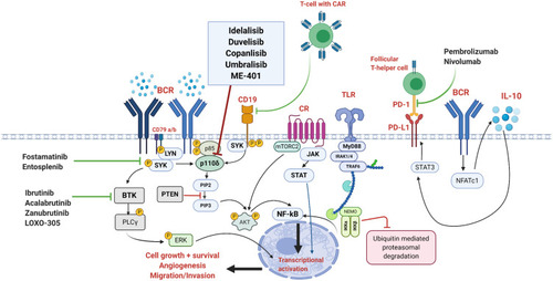 Figure 1 The PI3K pathway in the context of BCR signaling along with various targets. The BCR pathway is activated through antigen binding followed by recruitment and stimulation of LYN/SYK, resulting in phosphorylation of tyrosine residues on adapter proteins on the BCR as well as CD19. This enables the docking of PI3K regulator subunit to the BCR and CD19 and activation of the PI3K pathway. Activated PI3K phosphorylates PIP2 into PIP3 which stimulates PH domain signaling molecules including Akt. LYN/SYK also activate the BTK pathway which instigates PLCγ2 activation. The result of these processes is intranuclear transcriptional activation promoting cell survival. PTEN is a prominent negative regulator of this pathway. Also shown is the role of follicular T-helper cells and the PD-1/PDL-1 pathway. Created with BioRender.com.