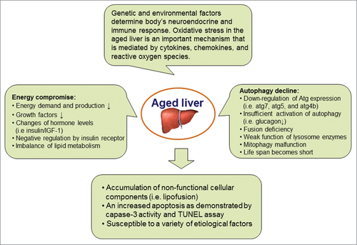 Figure 3. Pathophysiological role of autophagy in aged livers. The aged liver can be estimated by multiple biomarkers, such as autofluorescent pigment lipofuscin in hepatocytes, an enhancement of hepatocyte apoptosis and the increased susceptibility to different etiological factors. Oxidative stress modulated by genetic and environmental factors is an important mechanism via signaling pathway mediated by cytokines, chemokines, and reactive oxygen species. Change in energy metabolism that is regulated by autophagy is an essential initiator.