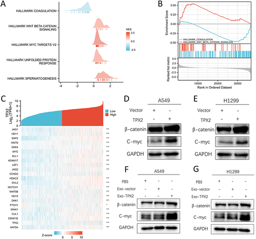 Figure 7 TPX2 activates the downstream WNT/β-catenin signaling pathway. (A and B) GSEA of the hallmark gene sets deposited in MSigDB. (C) Heatmap of the correlation between TPX2 expression and WNT pathway-associated proteins. (D and E) The amount of β-catenin and C-myc proteins in A549 (D) and H1299 (E) cells with different levels of TPX2 expression was compared by Western blot. (F and G) The amount of β-catenin and C-myc proteins in A549 (F) and H1299 (G) cells treated with different exosomes was compared by Western blot.