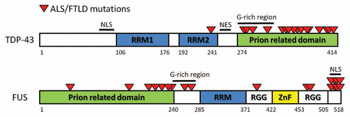 Figure 1 Line diagrams of TDP-43 and FUS showing the relationship between the prion-related domains and mutations in ALS and FTLD. The location of the prion-related domains are based on experimental findings of their interactions with polyglutamine inclusionsCitation13,Citation14 and a prediction algorithm based on yeast prion domains.Citation15 In the case of TDP-43, all but one of the ALS associated mutations are located in the prion-related Q/N rich domain. In FUS, the majority of ALS associated mutations occur in the C-terminal nuclear localization signal (NLS). However, a second cluster also occurs in or adjacent to the N-terminal prion related domain. NES, nuclear export signal; RRM, RNA binding domain; RGG, arginine, glycine, glycine repeat rich region; ZnF, zinc finger domain.