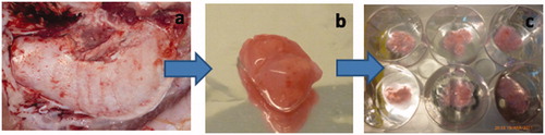 Figure 1. Isolation of porcine tooth germ stem cells. (a) mandibular third molars that tooth germs (b) are isolated from. (c) minced tooth germ tissue on TCP.