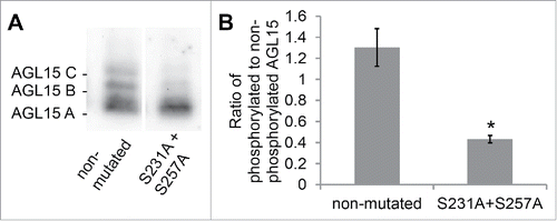 Figure 1. Serines S231 and S257 of AGL15 are phosphorylated in stage 15 floral receptacles. (A) AGL15 expressed as a hemagglutinin (HA) tag in stage 15 floral receptacles, driven by its native promoter, runs a multiple bands on 25 µM Phos-tag gels.Citation16 Mutating serines 231 and 257 to alanine reduces phosphorylated isoforms of AGL15. Exposures were chosen for each lane that scaled the 2 lanes to similar intensity for the lower, non-phosphorylated band. Expression was performed in the AGL15 null mutant, agl15-4.Citation18 (B) Quantified ratio of phosphorylated to non-phosphorylated AGL15. Three independent lines were assayed. *P < 0.05 (t-test). n = 3; SEM error bars shown. Floral receptacles (1 mm hand cut cross section of the base of the flower) were ground in liquid nitrogen and then crude protein extracts were prepared by mixing the ground tissue with 1x SDS sample buffer (1 receptacle per 12 ul SDS sample buffer). Phos-tag gel electrophoresis and Western blotting were performed as described.Citation16 Quantification of Western blots was performed with Image Lab software (Bio-Rad). Mutations to the previously described AGL15 native promoter construct were made via the QuikChange method (Agilent).Citation16