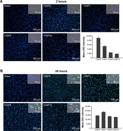 Figure 6 Cellular uptake indicated by fluorescence microscopy images and flow cytometry of CT26 cells treated with DIO-loaded plasmid/stPEI/HSA NPs noncovalently bound to various amounts of the plasmid (F25P0, F25P1, F25P5, and F25P10) after incubation for 2 hours (A) and 24 hours (B). Nuclei (blue) and DIO (green).Abbreviations: DIO, 3,3′-dioctadecyloxacarbocyanine perchlorate; HSA, human serum albumin; NPs, nanoparticles; stPEI, stearyl polyethylenimine.