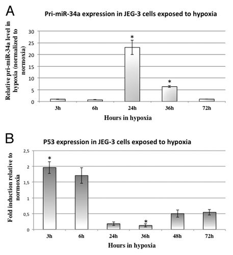 Figure 4. Hypoxia induces the expression of pri-miR-34a following this of P53. (A) Pri-miR-34a level was assessed by qRT-PCR in cells submitted to 3, 6, 24, 36, or 72 h of hypoxia (2% O2) or under classical normoxic culture condition (20% O2). The Ct values of each sample were normalized by those obtained for SDHA. The graphical representation shows the relative expression in hypoxia compared with normoxia. P = 2.2 × 10−4 by two-factor ANOVA. *P < 0.05. (B) P53 expression was assessed by qRT-PCR in cells submitted to 3, 6, 24, 36, 48, or 72 h of hypoxia (2% O2) or under classical normoxic culture condition (20% O2). The Ct values of each sample were normalized by those obtained for CyclophilinA. The graphical representation shows the relative expression in hypoxia compared with normoxia. P = 4.3 × 10−3 by two-factor ANOVA. *P < 0.05.