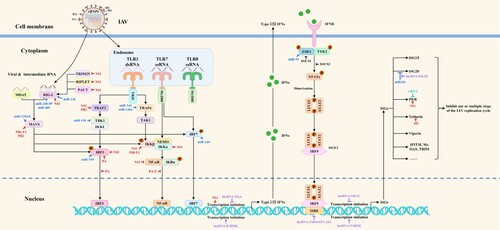 Figure 2. The mapping of antiviral drug targets focusing on host innate immune responses against IAV. The host PRRs can recognize dsRNA or ssRNA during IAV replication and quickly activate the innate immune signaling pathways to induce the expression of interferons and downstream ISGs, thereby inhibiting one or multiple steps of the IAV replication cycle. Meanwhile, IAV has evolved multiple strategies to directly or indirectly antagonize host innate immunity at transcriptional, translational, post-translational modification, and epigenetic levels. Notably, microRNAs, lncRNAs, and vtRNAs regulate innate immune signaling pathways. Theoretically, these host biomolecules, which regulate the host innate immune signaling pathways and the viral antagonism of host innate immune responses, could be used as potential antiviral drug targets. The red, blue, purple, peacock blue lines respectively indicate that IAV proteins, microRNAs, lncRNAs, vtRNAs target various steps of host innate immune signaling pathways.