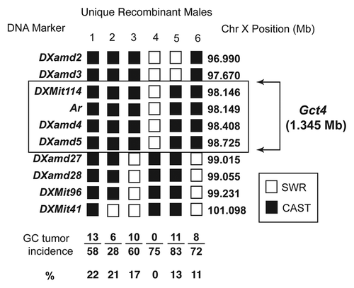 Figure 2. Male mice carrying unique combinations of CAST and SWR genome in the region of the Gct4 locus on Chr X were mated to SWR dams and the GC tumor incidence measured in the F1 generation female offspring. White boxes represent SWR alleles present at the DNA marker or gene and black boxes represent CAST alleles. Of the haplotypes shown for six unique animals, males 3, 4 and 6 place the distal interval boundary for the moderate GC tumor susceptibility allele Gct4CA at 99.015 Mb (marker DXamd27), while male 5 places the proximal boundary of the interval at 97.670 Mb (DXamd3). Only male 4 carries the GC tumor susceptibility allele Gct4SW.