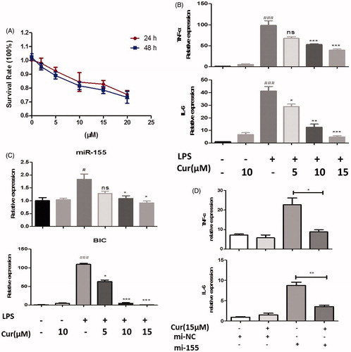 Figure 3. Curcumin suppresses the level of miR-155 in human THP-1 cells. (A) The effect of curcumin on cell viability assay. (B,C) Cells were treated with or without curcumin (5, 10, 15 μM) for 2 h before LPS (200 ng/mL) stimulation for another 4 h, then mRNA levels of cytokines (B) and miR-155, BIC expression (C) were measured. (D) mRNA level of cytokines in miR-155 or negative control mimics transfected cells with the treatment of curcumin (15 μM). The data shown represent the mean values of three independent experiments, and the error bars represent the SEM. (#p < 0.05, ###p < 0.001 vs control; *p < 0.05, **p < 0.01,***p < 0.001 vs LPS alone; ns denotes p > 0.05).